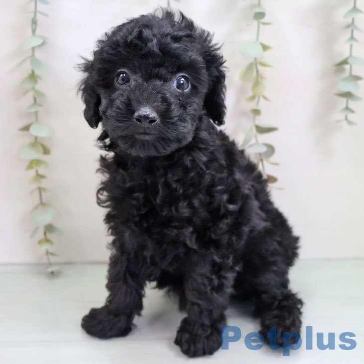 トイ・プードルの写真2