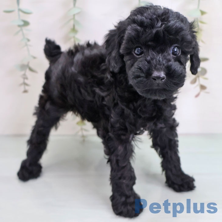 沖縄県のトイプードル(トイ) (ペットプラス 沖縄ライカム店/2025年10月17日生まれ/女の子/ブラック)の子犬