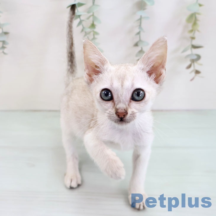 熊本県のシンガプーラ (ペットプラス 熊本店/2025年10月1日生まれ/女の子/セピアアグーティ)の子猫の1枚目の画像