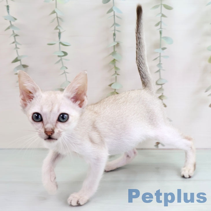 熊本県のシンガプーラ (ペットプラス 熊本店/2025年10月1日生まれ/女の子/セピアアグーティ)の子猫の2枚目の画像