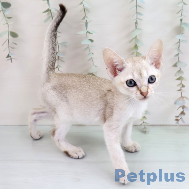 シンガプーラの写真2