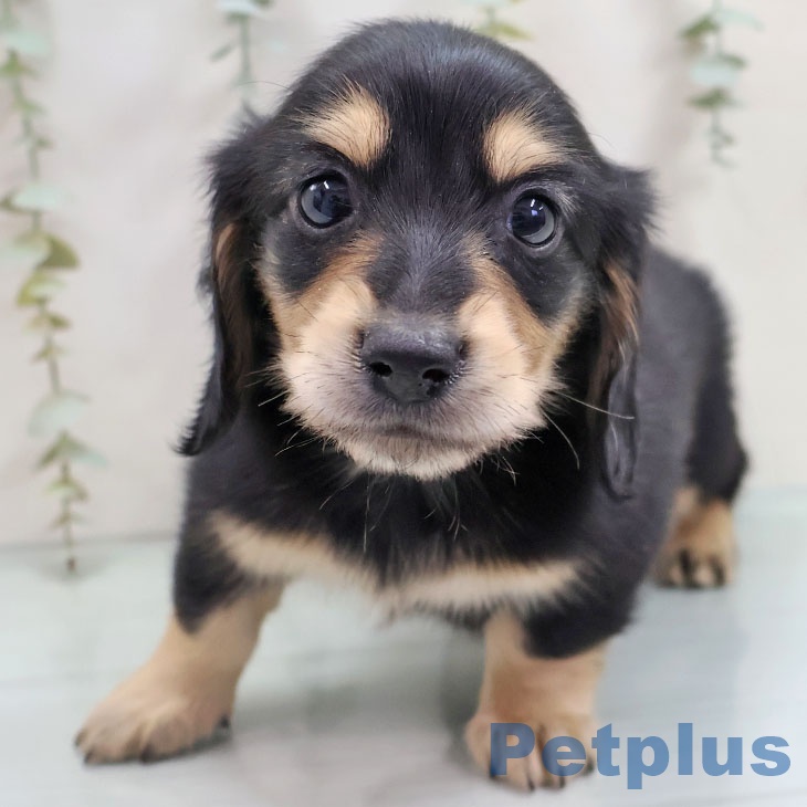 福岡県のミニチュアダックスフンド(ロング) (ペットプラス 黒崎店/2025年10月17日生まれ/男の子/ブラックイエロー)の子犬の1枚目の画像