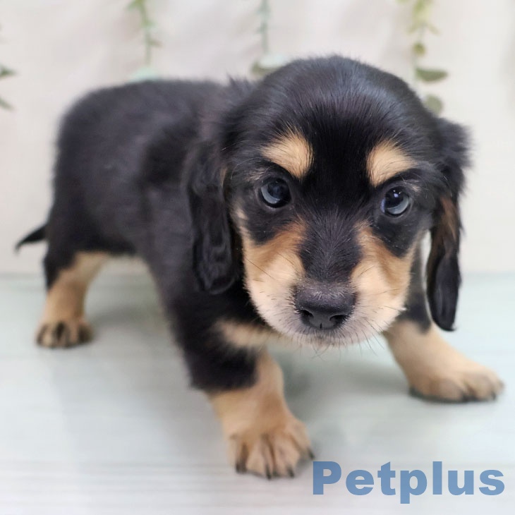 福岡県のミニチュアダックスフンド(ロング) (ペットプラス 黒崎店/2025年10月17日生まれ/男の子/ブラックイエロー)の子犬の2枚目の画像