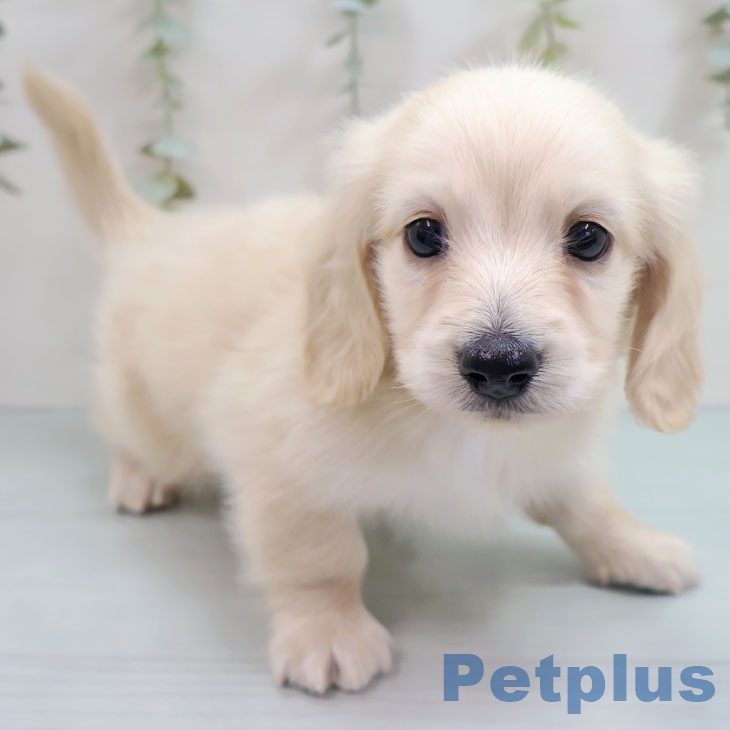 福岡県のミニチュアダックスフンド(ロング) (ペットプラス 八幡東店/2025年10月17日生まれ/男の子/イエロー)の子犬の1枚目の画像