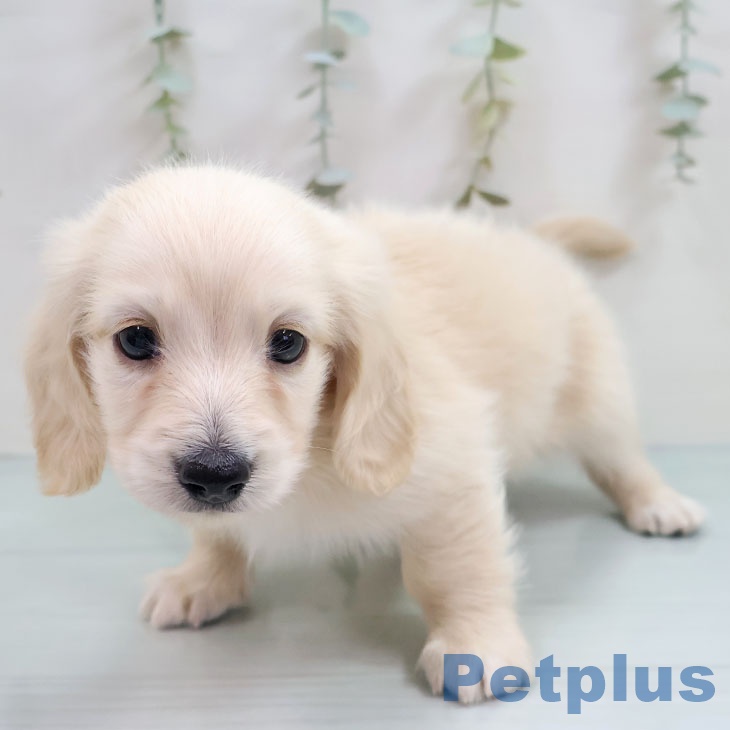 福岡県のミニチュアダックスフンド(ロング) (ペットプラス 八幡東店/2025年10月17日生まれ/男の子/イエロー)の子犬の2枚目の画像