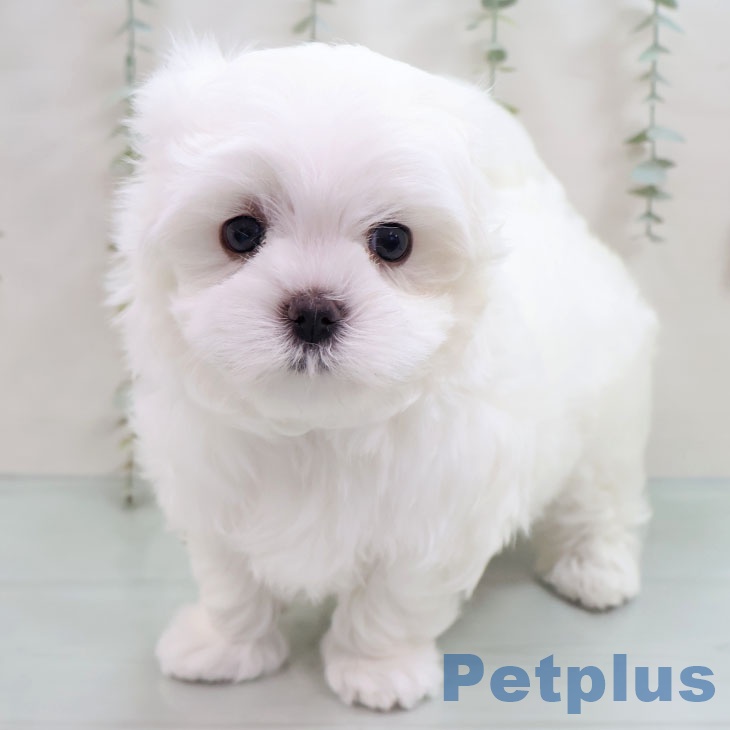 福岡県のマルチーズ (ペットプラス 黒崎店/2025年10月17日生まれ/女の子/ホワイト)の子犬