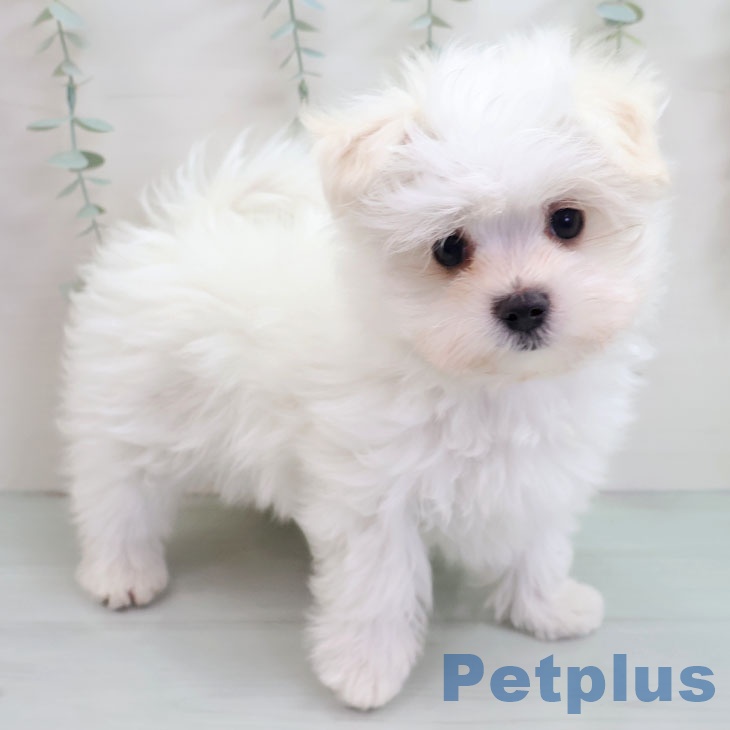 福岡県のマルチーズ (ペットプラス 小倉南店/2025年10月16日生まれ/男の子/ホワイト)の子犬の1枚目の画像