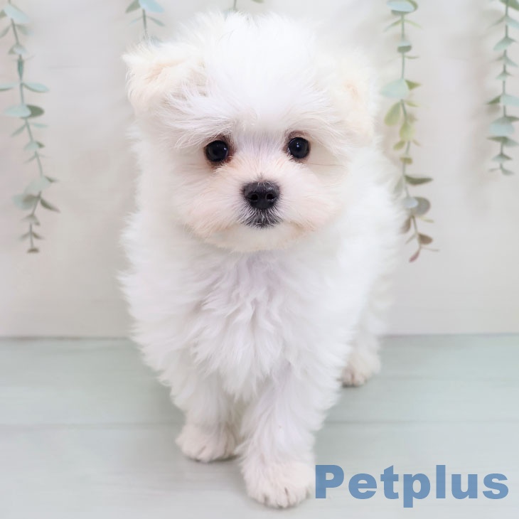 福岡県のマルチーズ (ペットプラス 小倉南店/2025年10月16日生まれ/男の子/ホワイト)の子犬の2枚目の画像