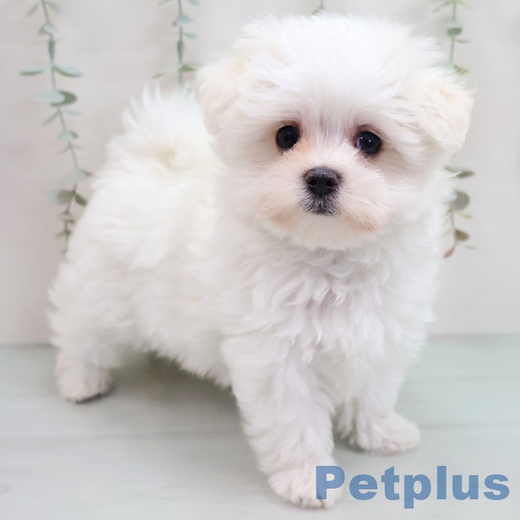 鹿児島県のマルチーズ (ペットプラス 姶良店/2025年10月16日生まれ/女の子/ホワイト)の子犬の1枚目の画像