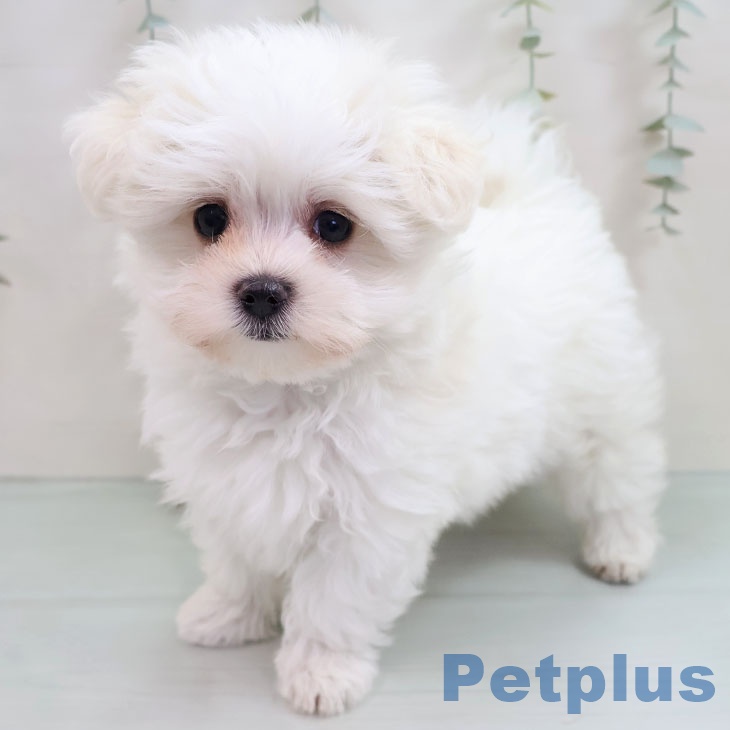 鹿児島県のマルチーズ (ペットプラス 姶良店/2025年10月16日生まれ/女の子/ホワイト)の子犬の2枚目の画像