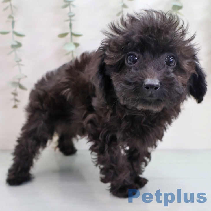 鹿児島県のトイプードル(トイ) (ペットプラス 姶良店/2025年10月6日生まれ/男の子/ブラック)の子犬の1枚目の画像