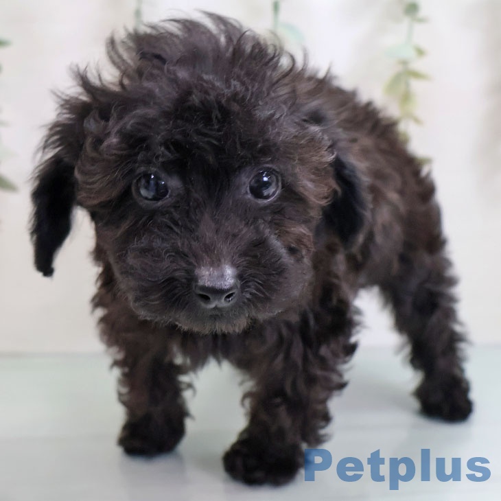 鹿児島県のトイプードル(トイ) (ペットプラス 姶良店/2025年10月6日生まれ/男の子/ブラック)の子犬の2枚目の画像