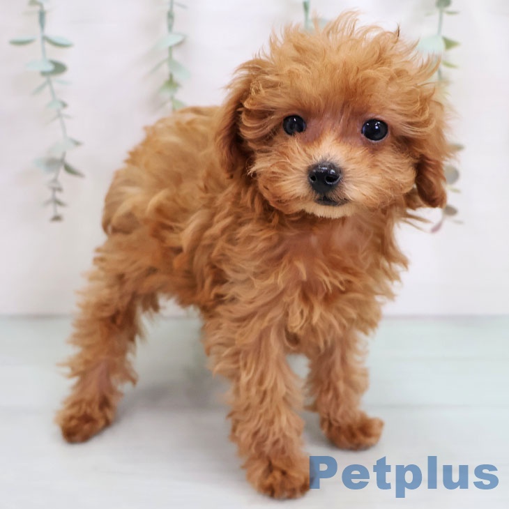 福岡県のトイプードル(トイ) (ペットプラス 八幡東店/2025年10月6日生まれ/男の子/レッド)の子犬の1枚目の画像