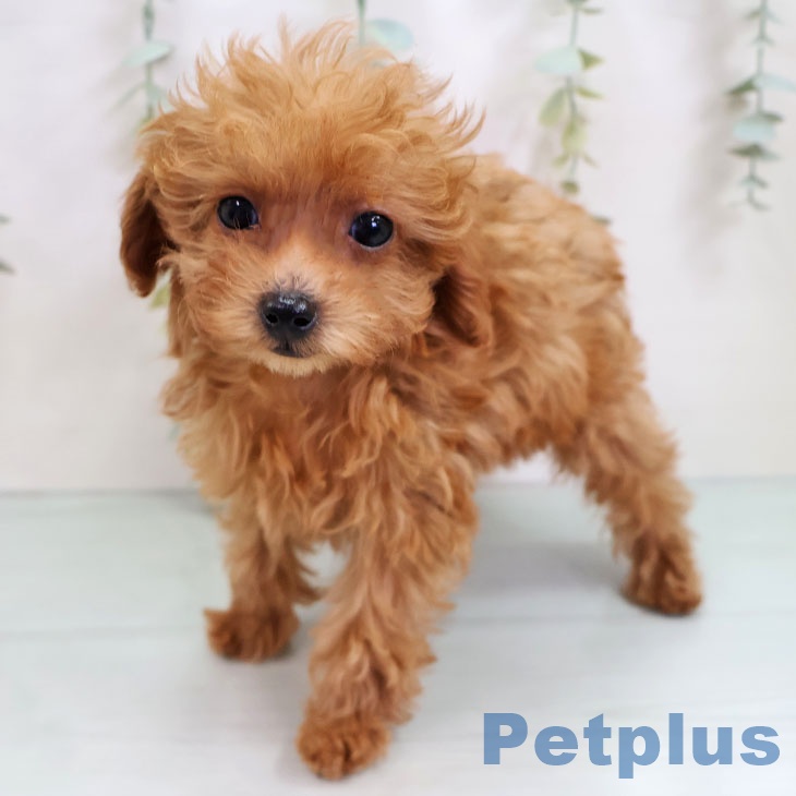 福岡県のトイプードル(トイ) (ペットプラス 八幡東店/2025年10月6日生まれ/男の子/レッド)の子犬の2枚目の画像