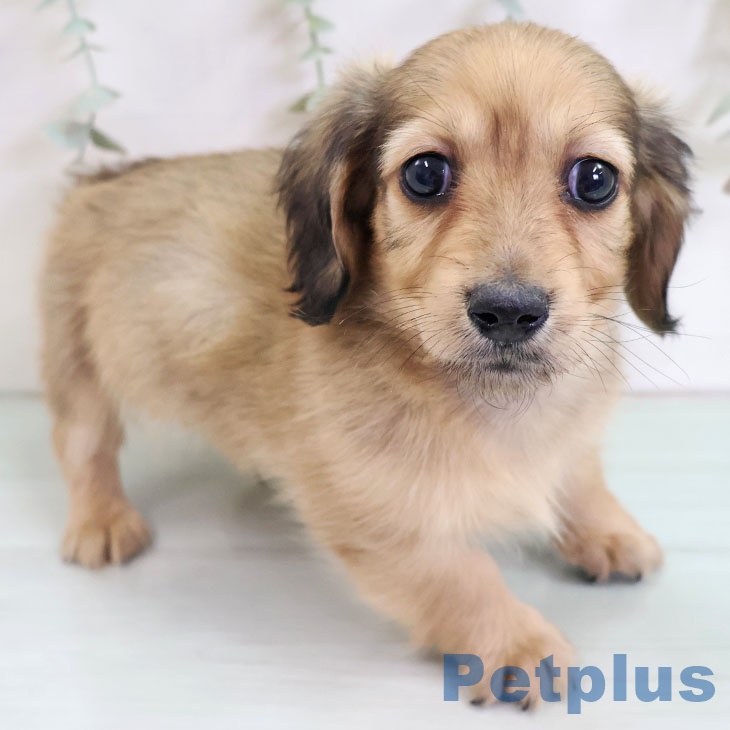 熊本県のミニチュアダックスフンド(ロング) (ペットプラス 熊本店/2025年10月14日生まれ/男の子/シェーデットイエロー)の子犬の1枚目の画像