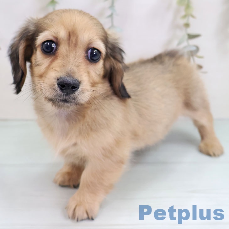 熊本県のミニチュアダックスフンド(ロング) (ペットプラス 熊本店/2025年10月14日生まれ/男の子/シェーデットイエロー)の子犬の2枚目の画像