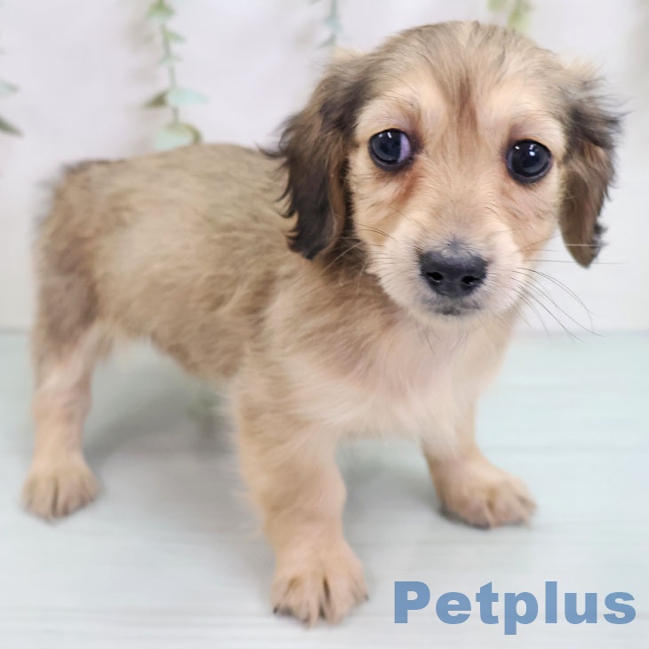 福岡県のミニチュアダックスフンド(ロング) (ペットプラス 小倉南店/2025年10月14日生まれ/女の子/シェーデットイエロー)の子犬の1枚目の画像