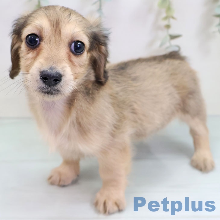 福岡県のミニチュアダックスフンド(ロング) (ペットプラス 小倉南店/2025年10月14日生まれ/女の子/シェーデットイエロー)の子犬の2枚目の画像