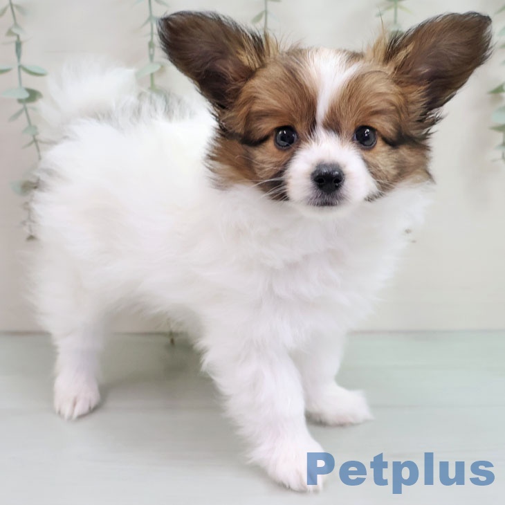 山梨県のパピヨン (ペットプラス 甲府国母店/2025年10月17日生まれ/男の子/セーブルホワイト)の子犬の1枚目の画像