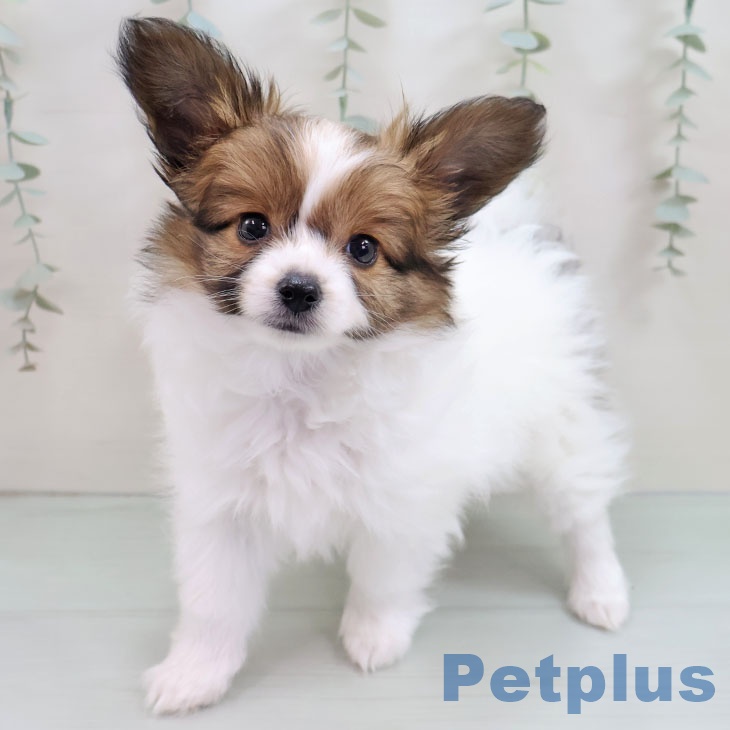 山梨県のパピヨン (ペットプラス 甲府国母店/2025年10月17日生まれ/男の子/セーブルホワイト)の子犬の2枚目の画像