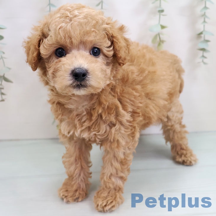 熊本県のトイプードル(トイ) (ペットプラス 熊本店/2025年10月17日生まれ/男の子/アプリコット)の子犬の1枚目の画像