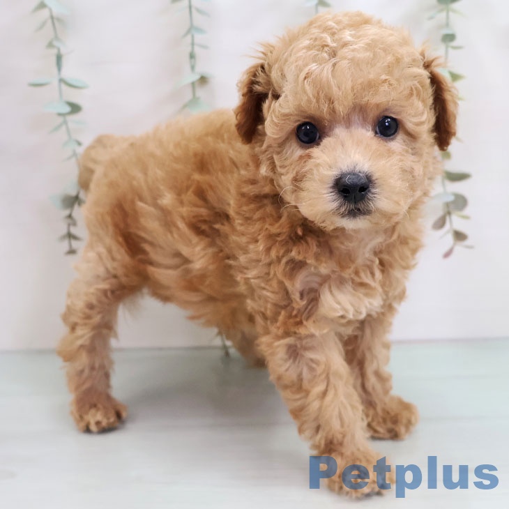 熊本県のトイプードル(トイ) (ペットプラス 熊本店/2025年10月17日生まれ/男の子/アプリコット)の子犬の2枚目の画像