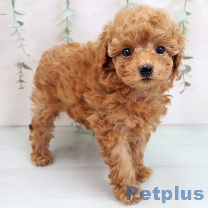 福岡県のトイプードル(トイ) (ペットプラス 香椎浜店/2025年10月17日生まれ/女の子/アプリコット)の子犬の1枚目の画像
