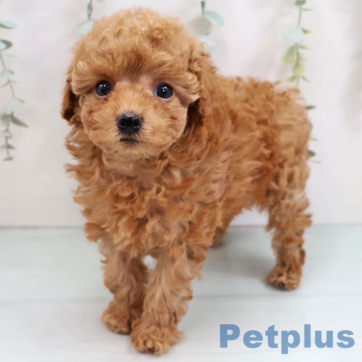 福岡県のトイプードル(トイ) (ペットプラス 香椎浜店/2025年10月17日生まれ/女の子/アプリコット)の子犬の2枚目の画像