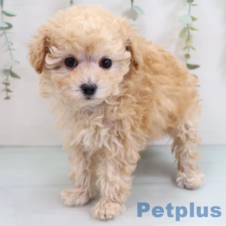 福岡県のトイプードル(トイ) (ペットプラス 八幡東店/2025年10月17日生まれ/女の子/アプリコット)の子犬の1枚目の画像