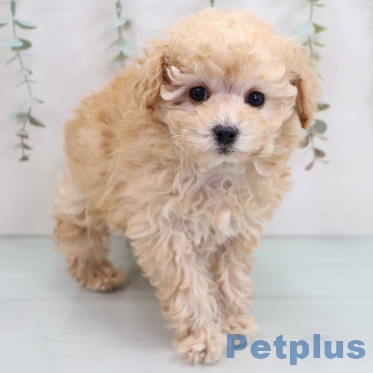 福岡県のトイプードル(トイ) (ペットプラス 八幡東店/2025年10月17日生まれ/女の子/アプリコット)の子犬の2枚目の画像