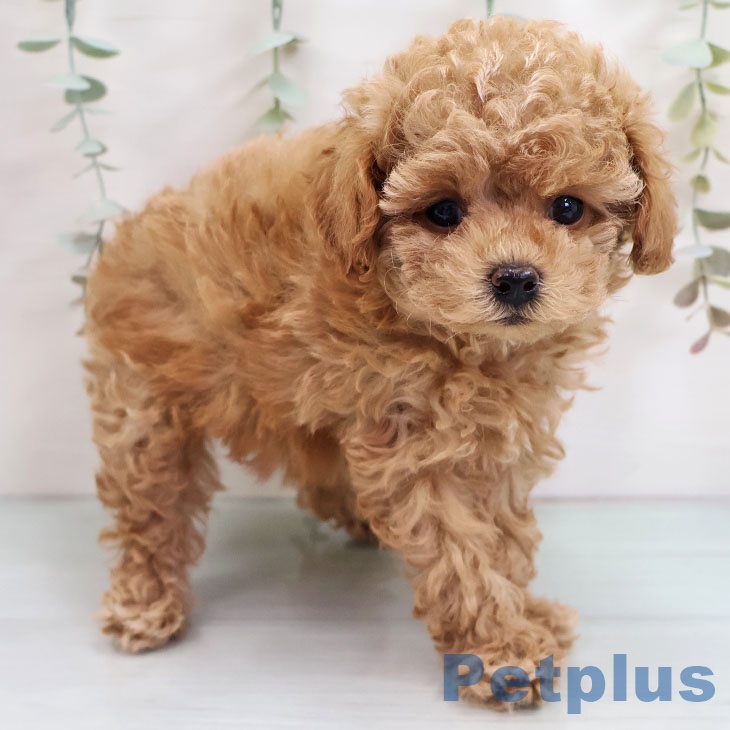 福岡県のトイプードル(トイ) (ペットプラス 黒崎店/2025年10月17日生まれ/女の子/アプリコット)の子犬の2枚目の画像