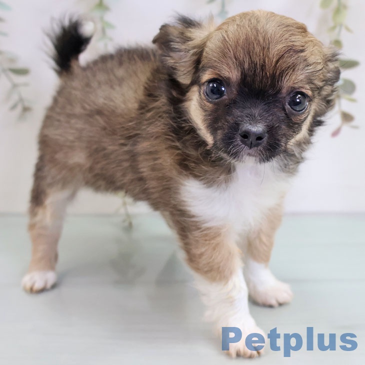 沖縄県のチワワ(ロング) (ペットプラス 沖縄ライカム店/2025年10月17日生まれ/女の子/フォーンホワイト)の子犬の1枚目の画像