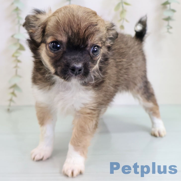 沖縄県のチワワ(ロング) (ペットプラス 沖縄ライカム店/2025年10月17日生まれ/女の子/フォーンホワイト)の子犬の2枚目の画像