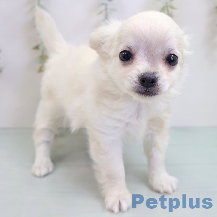 福岡県のチワワ(ロング) (ペットプラス 福岡店/2025年10月17日生まれ/女の子/ホワイトクリーム)の子犬