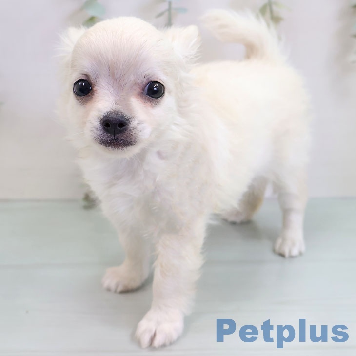 福岡県のチワワ(ロング) (ペットプラス 福岡店/2025年10月17日生まれ/女の子/ホワイトクリーム)の子犬の2枚目の画像