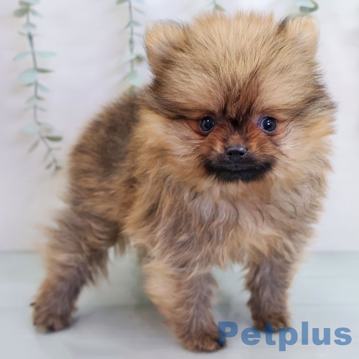 神奈川県のポメラニアン (ペットプラス 湘南平塚店/2025年10月15日生まれ/男の子/オレンジ)の子犬の1枚目の画像