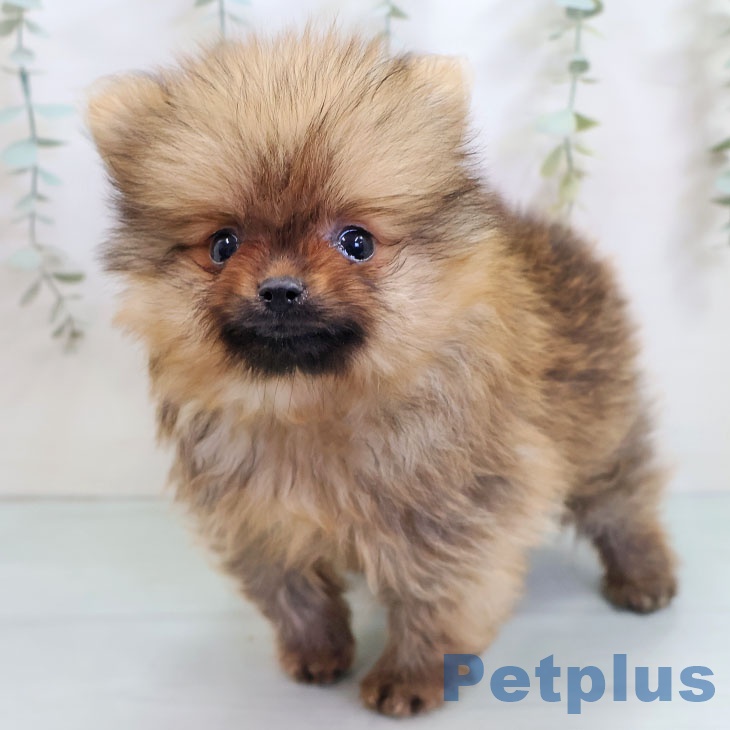 神奈川県のポメラニアン (ペットプラス 湘南平塚店/2025年10月15日生まれ/男の子/オレンジ)の子犬の2枚目の画像
