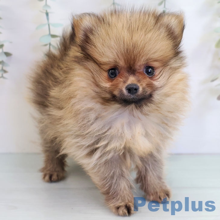 福岡県のポメラニアン (ペットプラス 福岡伊都店/2025年10月15日生まれ/女の子/オレンジ)の子犬の1枚目の画像