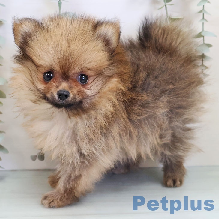 福岡県のポメラニアン (ペットプラス 福岡伊都店/2025年10月15日生まれ/女の子/オレンジ)の子犬の2枚目の画像