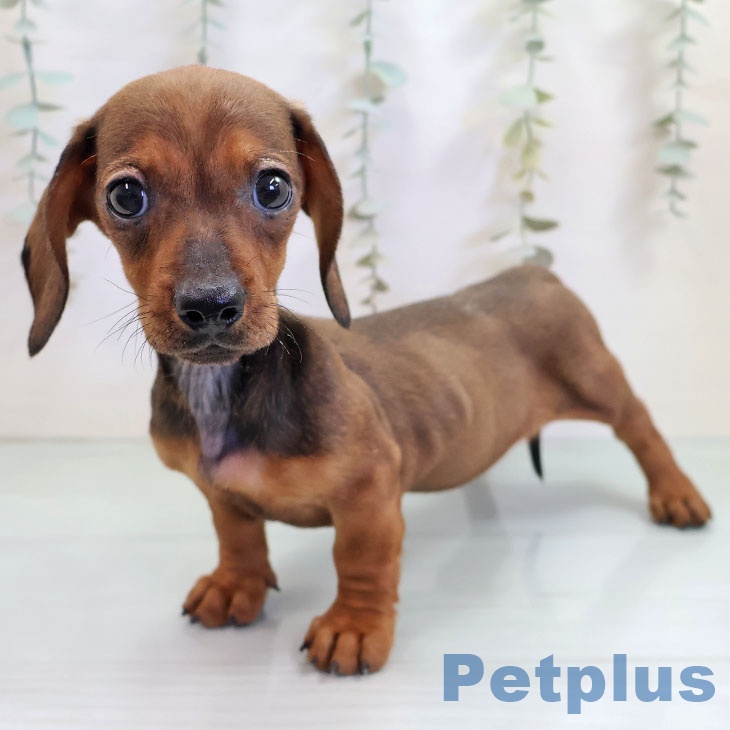 福岡県のミニチュアダックスフンド(ロング) (ペットプラス ららぽーと福岡店/2025年10月16日生まれ/女の子/レッド)の子犬の1枚目の画像