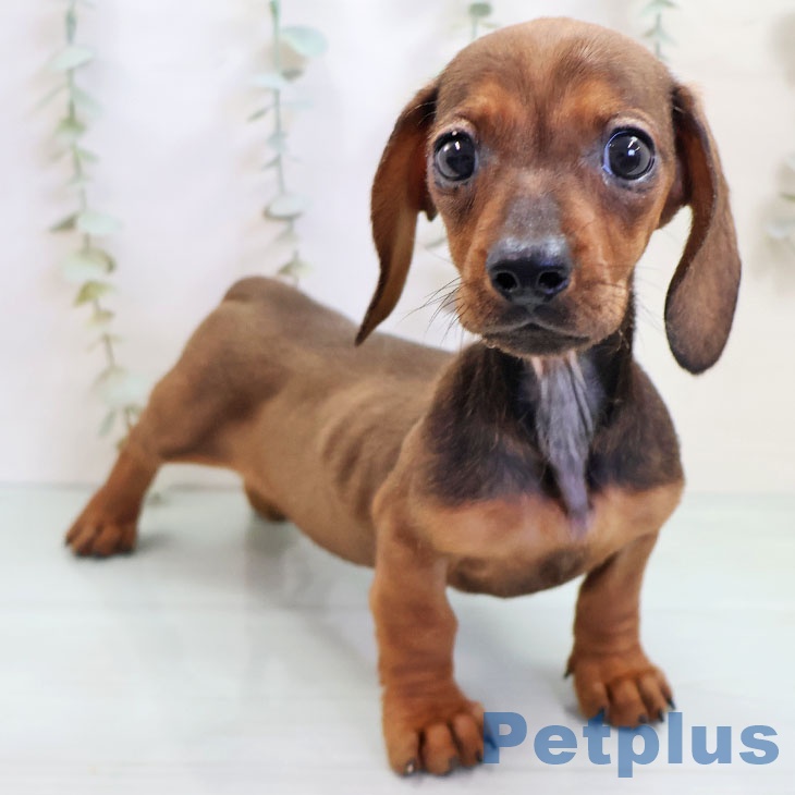 福岡県のミニチュアダックスフンド(ロング) (ペットプラス ららぽーと福岡店/2025年10月16日生まれ/女の子/レッド)の子犬の2枚目の画像