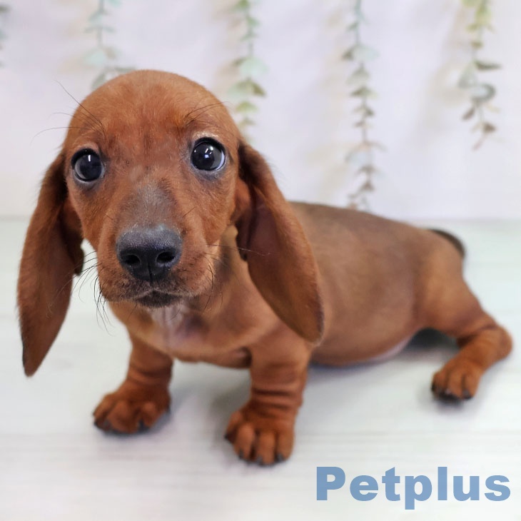 宮崎県のミニチュアダックスフンド(ロング) (ペットプラス 宮崎店/2025年10月16日生まれ/女の子/レッド)の子犬の1枚目の画像