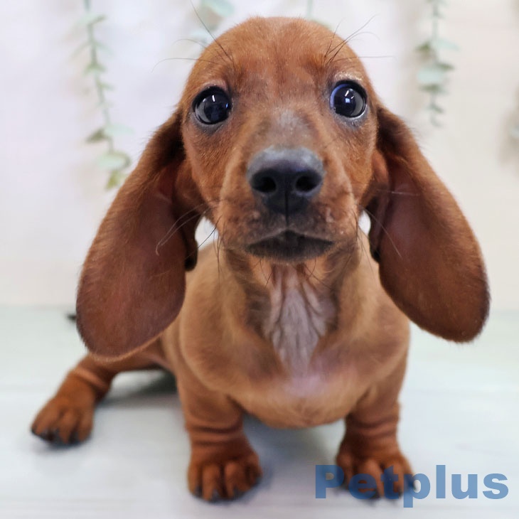 宮崎県のミニチュアダックスフンド(ロング) (ペットプラス 宮崎店/2025年10月16日生まれ/女の子/レッド)の子犬の2枚目の画像