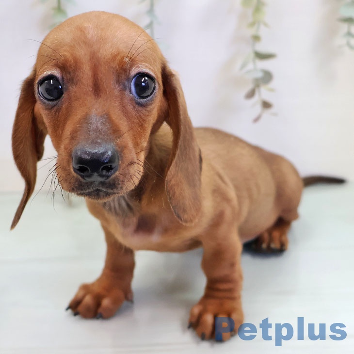 沖縄県のミニチュアダックスフンド(ロング) (ペットプラス 沖縄ライカム店/2025年10月16日生まれ/女の子/レッド)の子犬の1枚目の画像