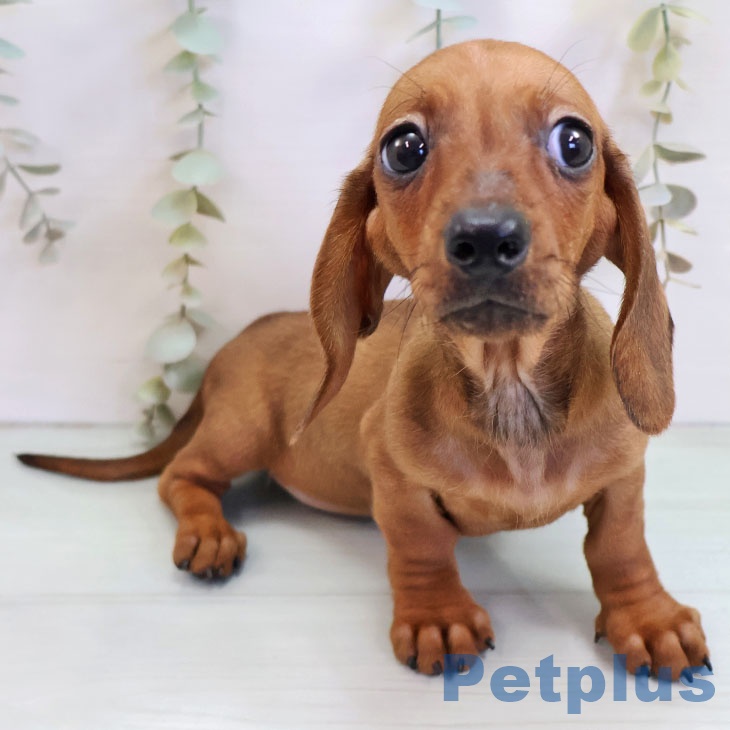 沖縄県のミニチュアダックスフンド(ロング) (ペットプラス 沖縄ライカム店/2025年10月16日生まれ/女の子/レッド)の子犬の2枚目の画像