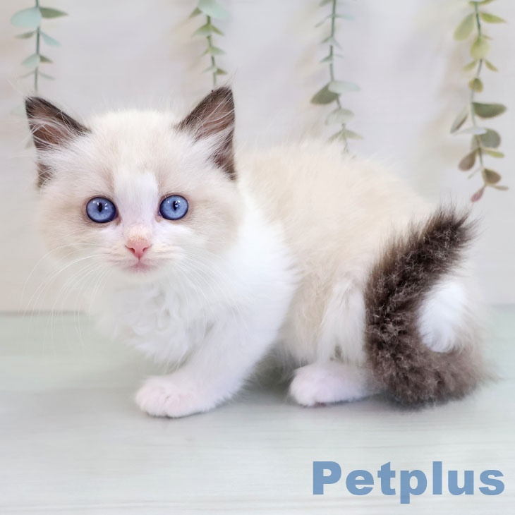 沖縄県のラグドール (ペットプラス 沖縄ライカム店/2025年10月15日生まれ/女の子/シールポイントバイカラー)の子猫の1枚目の画像