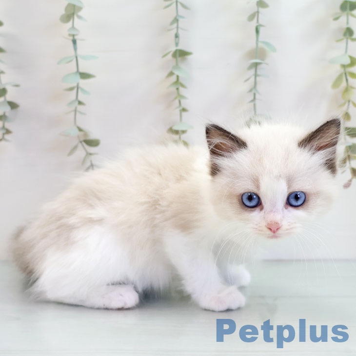 沖縄県のラグドール (ペットプラス 沖縄ライカム店/2025年10月15日生まれ/女の子/シールポイントバイカラー)の子猫の2枚目の画像