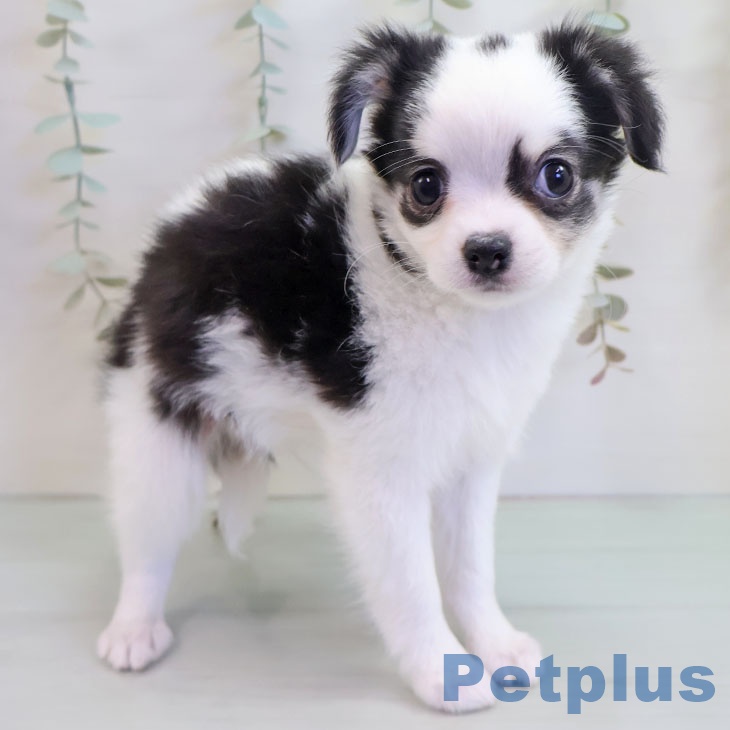 福岡県のチワワ(ロング) (ペットプラス 福岡伊都店/2025年10月16日生まれ/男の子/ブラックタンホワイト)の子犬の1枚目の画像