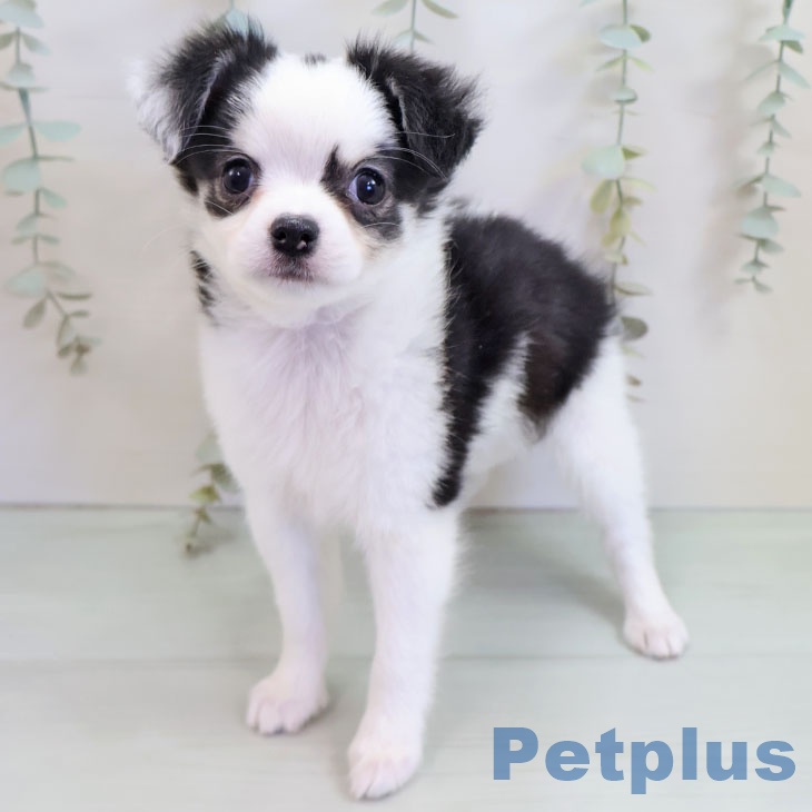 福岡県のチワワ(ロング) (ペットプラス 福岡伊都店/2025年10月16日生まれ/男の子/ブラックタンホワイト)の子犬の2枚目の画像