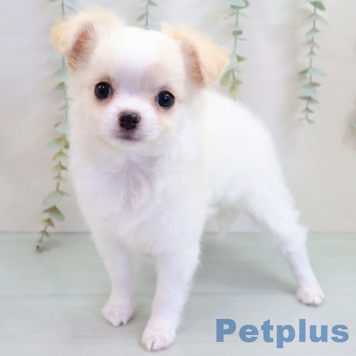熊本県のチワワ(ロング) (ペットプラス 熊本店/2025年10月16日生まれ/女の子/ホワイトクリーム)の子犬の1枚目の画像